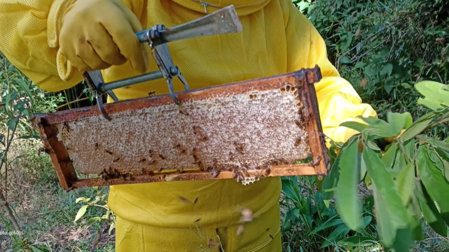 Passeio no Sítio Serra do Coelho em Itanhandu | Conheça a Produção Sustentável de Mel