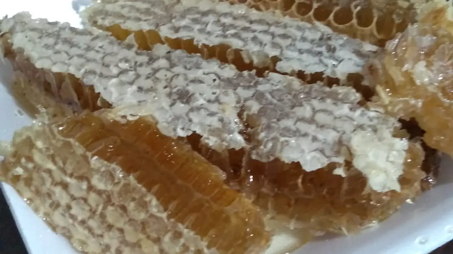 Passeio no Sítio Serra do Coelho em Itanhandu | Conheça a Produção Sustentável de Mel