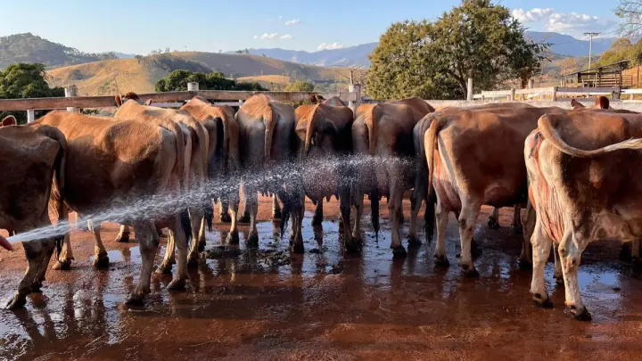 Queijaria Almeida Guimarães – Queijos premiados de vacas Jersey - Com Guia e Transporte