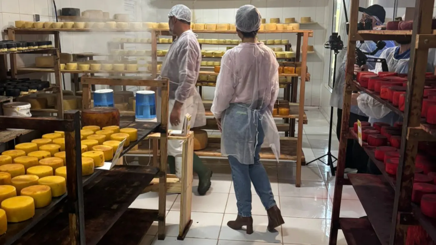 Queijaria Almeida Guimarães – Queijos premiados de vacas Jersey - Com Guia e Transporte