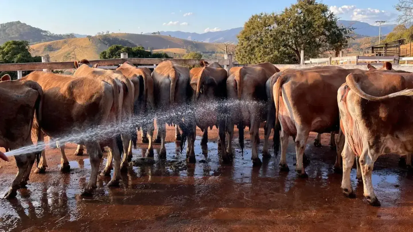 Queijaria Almeida Guimarães – Queijos Premiados - Vacas Jersey - Com GUIA e TRANSPORTE