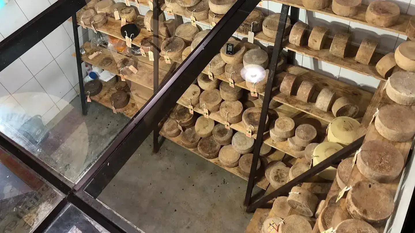 Queijaria Almeida Guimarães – Queijos Premiados - Vacas Jersey - Com GUIA e TRANSPORTE