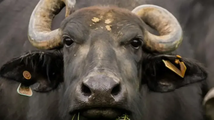 Tour na Queijaria de Búfalo Pérola da Serra – com Guia e Transporte 4x4