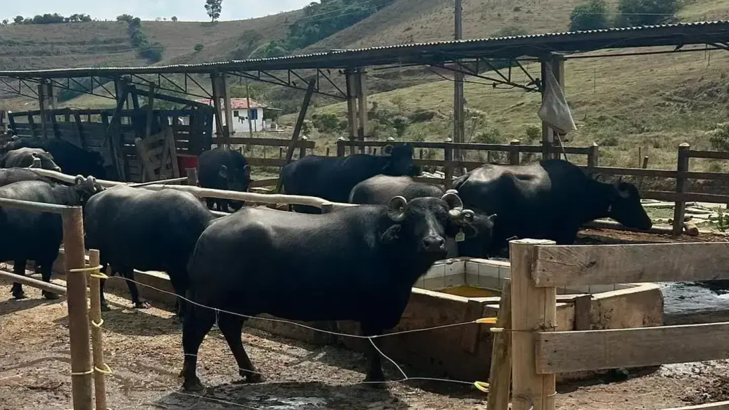Visite a Queijaria de Búfala Pérola da Serra